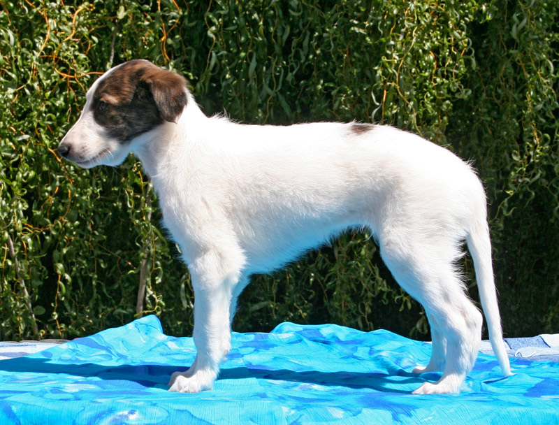 Surf Spots - Boy 1 Left